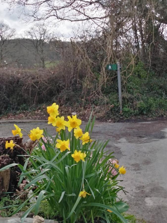 The Mill Cottage Llechryd Buitenkant foto